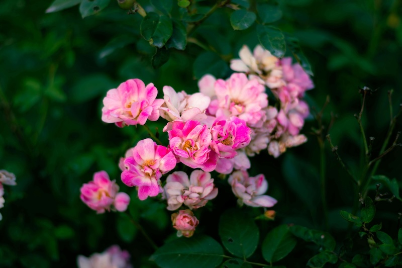 Roses pexels aj4xo 29136142 copy